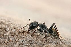 eliminación de hormigas en Madrid