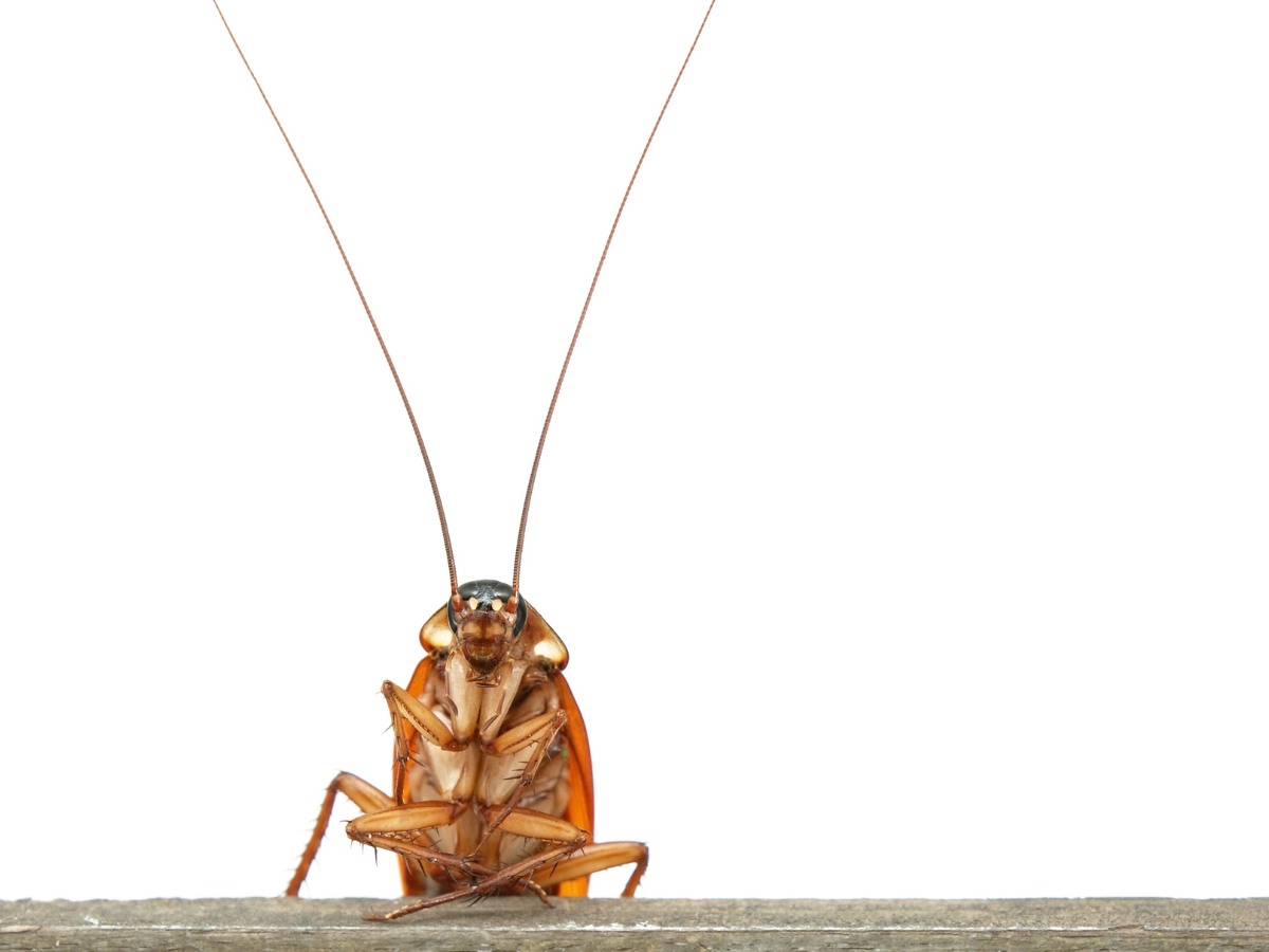 cucaracha Cucaracha