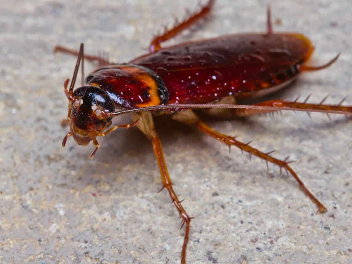 Como limpiar excrementos de cucarachas Como limpiar excrementos de cucarachas