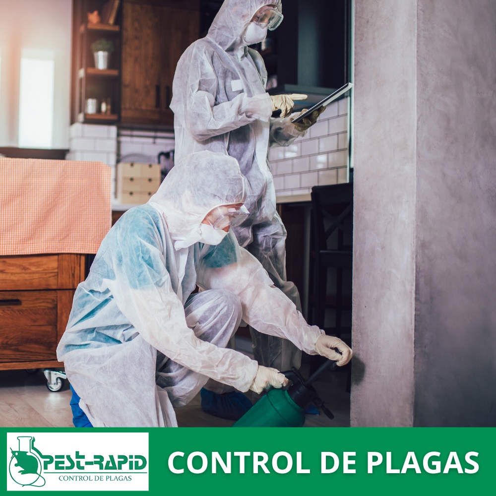 Logotipo Pest-Rapid | Control de Plagas