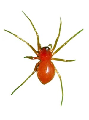 Araña roja