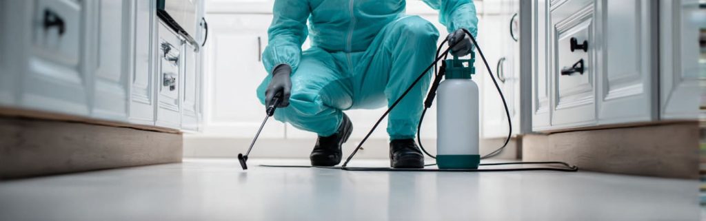 Control técnico de roedores en viviendas y locales de Coruña
