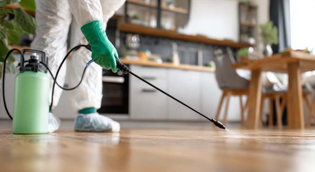 Empresa de fumigación en Valencia con control especializado de plagas urbanas.