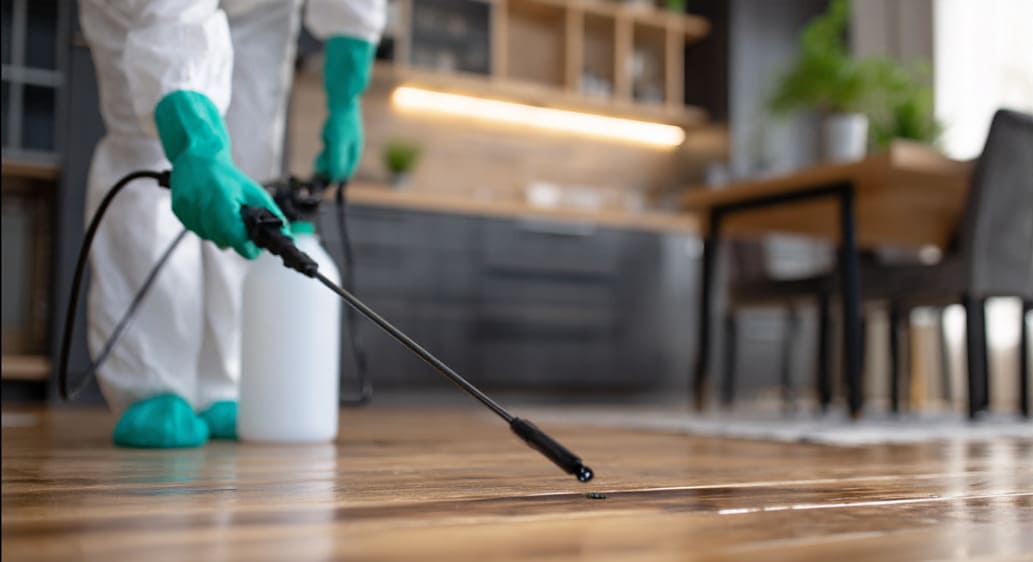 Empresa de fumigación en Fuerteventura para el control profesional de plagas en distintos espacios.