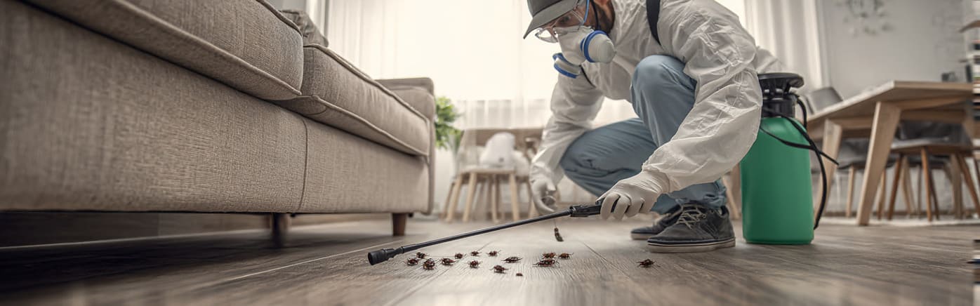 Control de chinches en España con soluciones eficaces