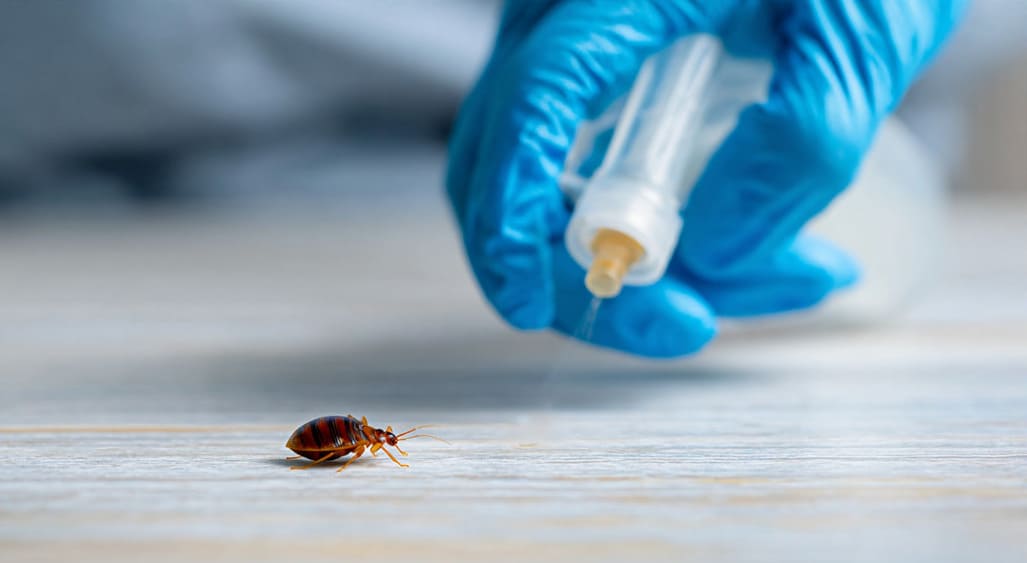 Control de chinches en Barcelona con tratamiento especializado