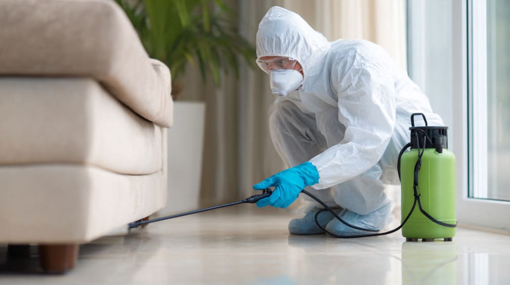 Fumigar chinches en Valencia con tratamiento profesional