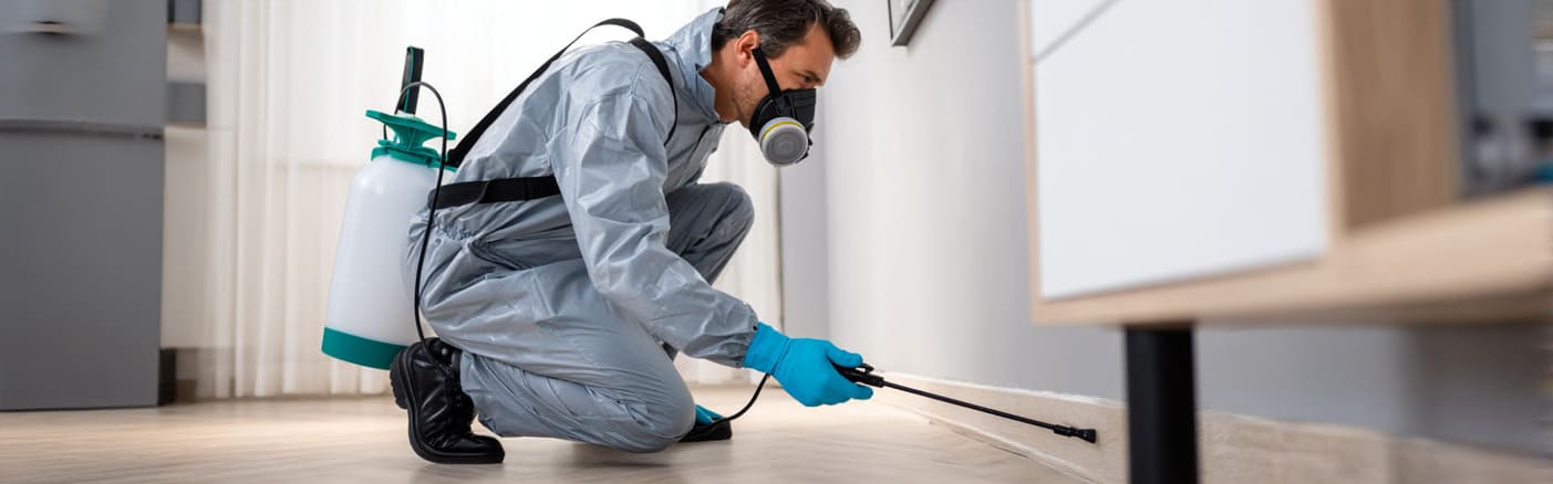 Servicio experto para fumigar cucarachas en España