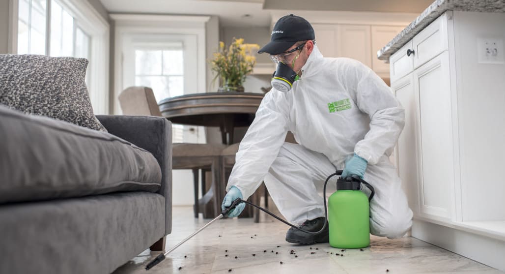 Tratamiento contra cucarachas en Tenerife