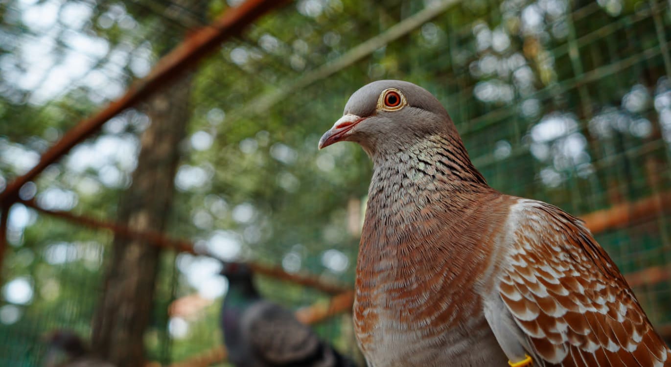Control de aves en Barcelona con soluciones anti palomas eficaces