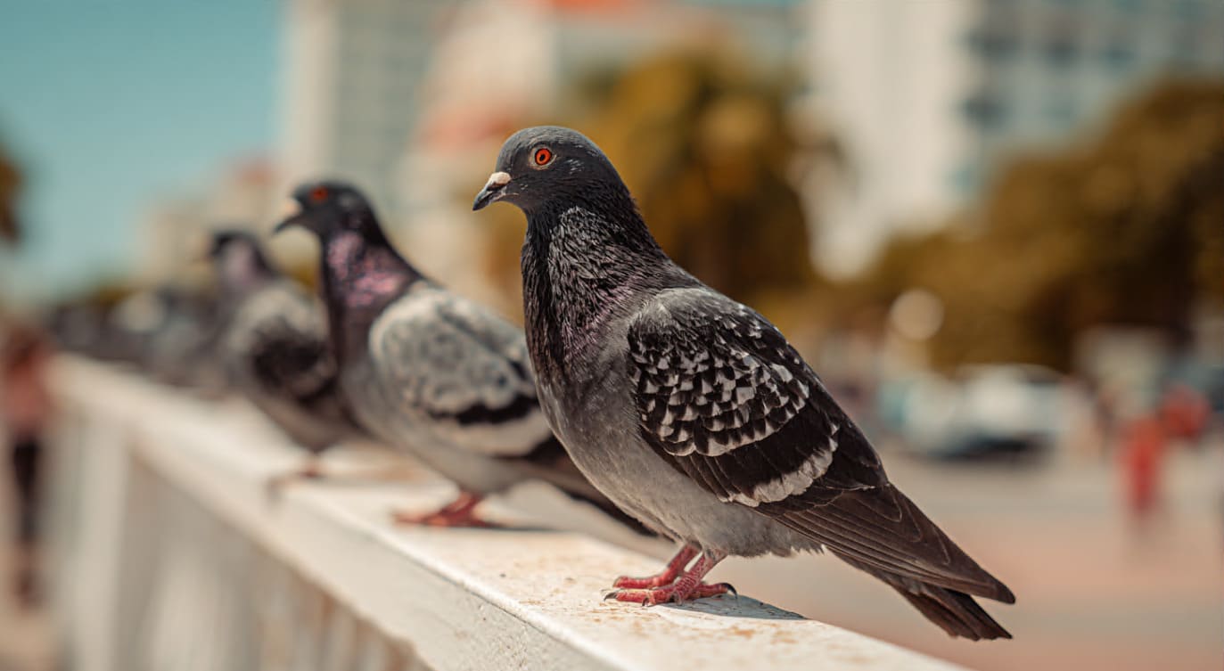 Control de aves en Málaga para comunidades y locales comerciales
