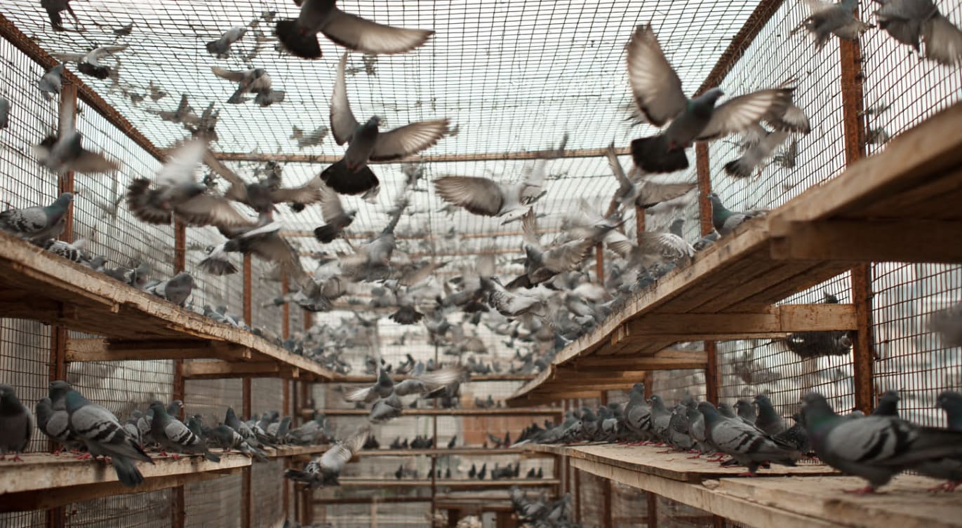 Control profesional de aves urbanas en edificios y espacios de España
