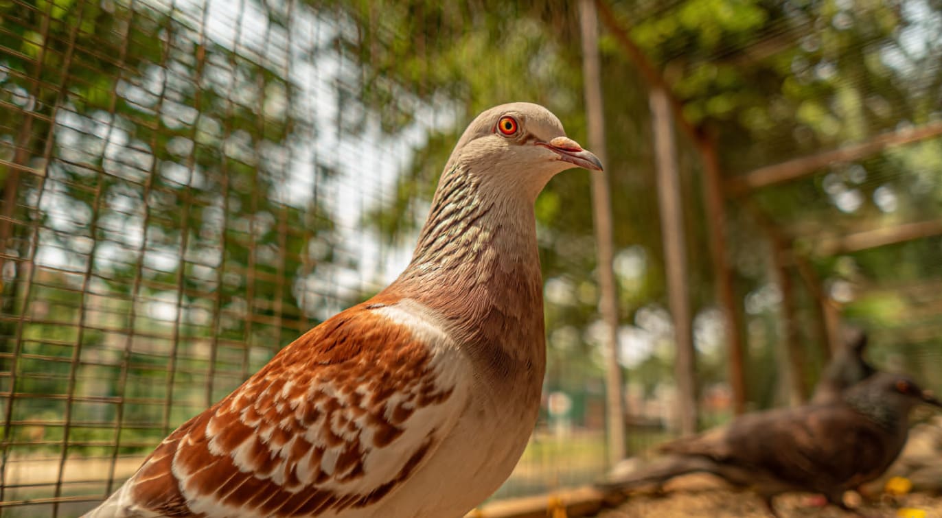 Soluciones eficaces de control de aves urbanas en Getafe