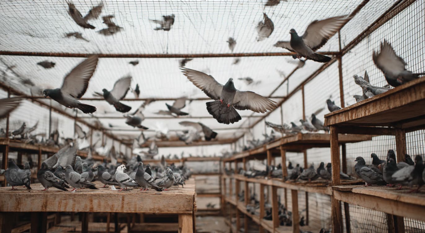 Servicio profesional de control de aves y plagas en Illescas