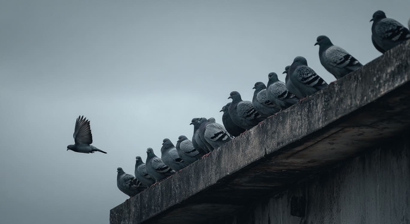 Empresa especializada en control de aves urbanas en Zaragoza