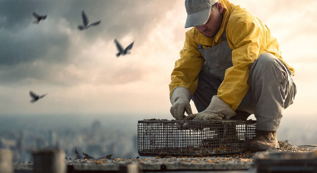 Soluciones de control de aves en tejados y fachadas en Tudela