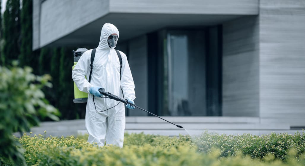 Servicio profesional de control de plagas de abejas en Sevilla